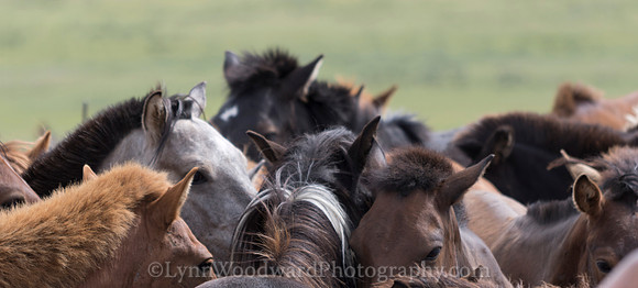 Mongolia-horse-handling-LW-7-2093