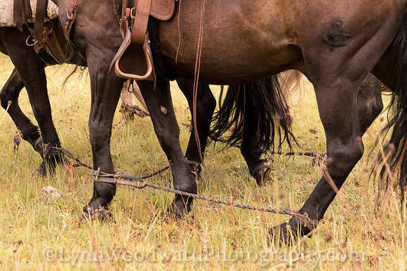 StoneHorseMongolia-byLWoodward-2345