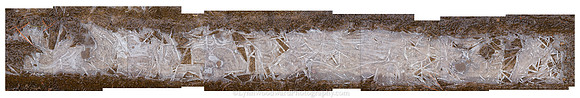 Tracks of Wings