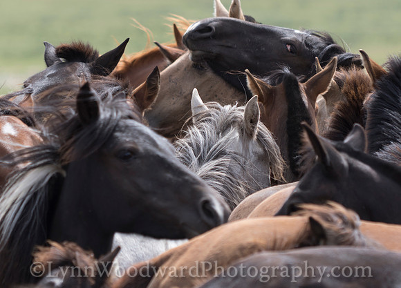 Mongolia-horse-handling-LW-7-2080