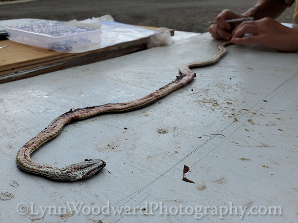 Lee-skin-snake-cell-LCWoodward-131401