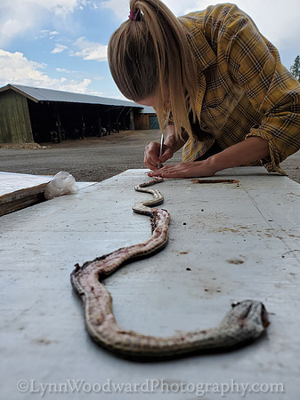 Lee-skin-snake-cell-LCWoodward-131448