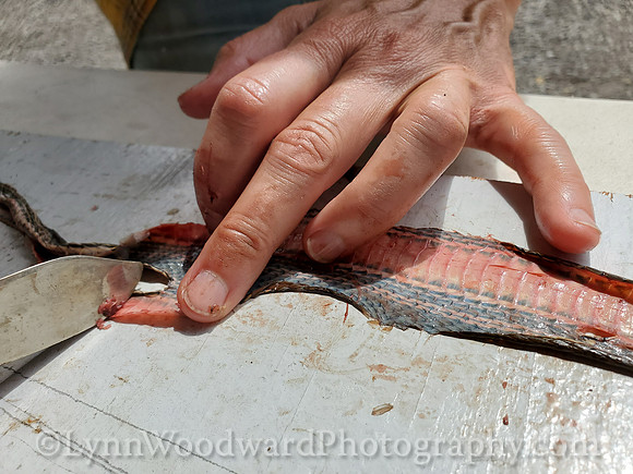Lee-skin-snake-cell-LCWoodward-134016