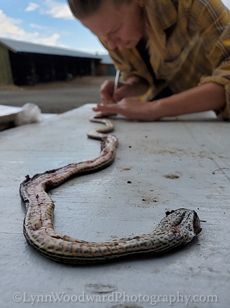 Lee-skin-snake-cell-LCWoodward-131430