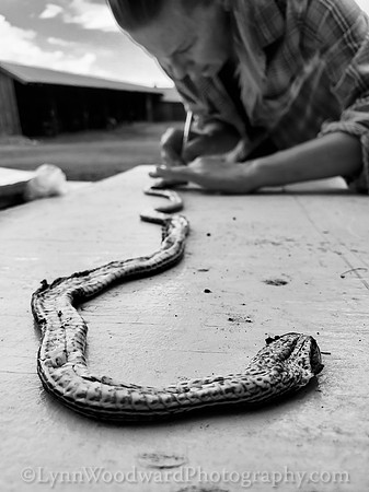 Lee-skin-snake-cell-LCWoodward-131430-3