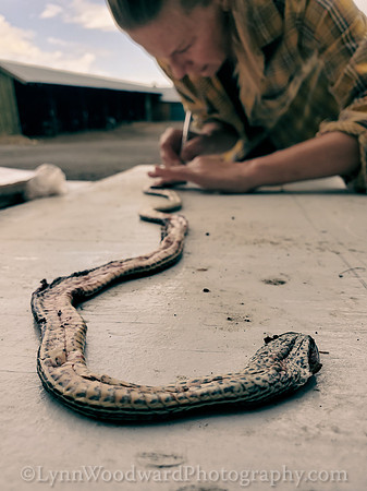Lee-skin-snake-cell-LCWoodward-131430-2