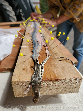 Lee-skin-snake-cell-LCWoodward-141702