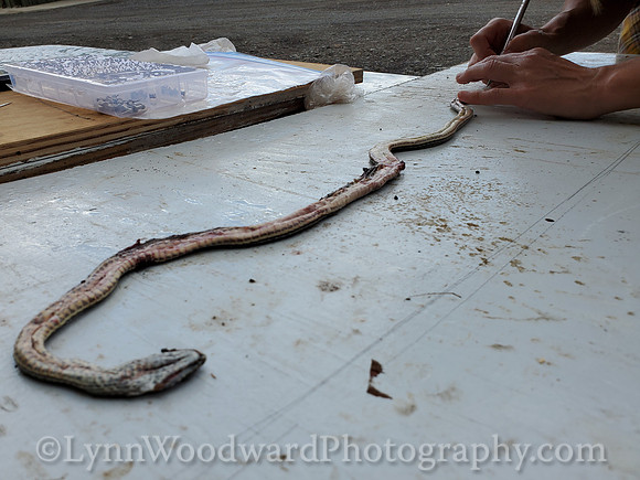 Lee-skin-snake-cell-LCWoodward-131405