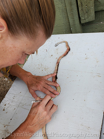 Lee-skin-snake-cell-LCWoodward-131341