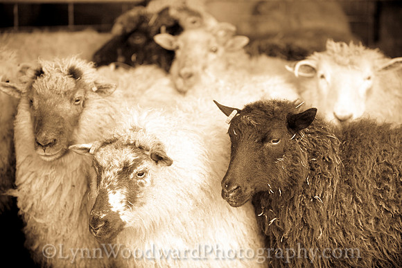 Wolston-shearing2013-2091-2