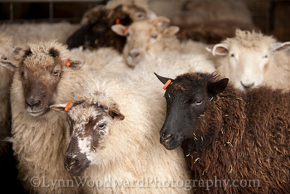 Wolston-shearing2013-2091