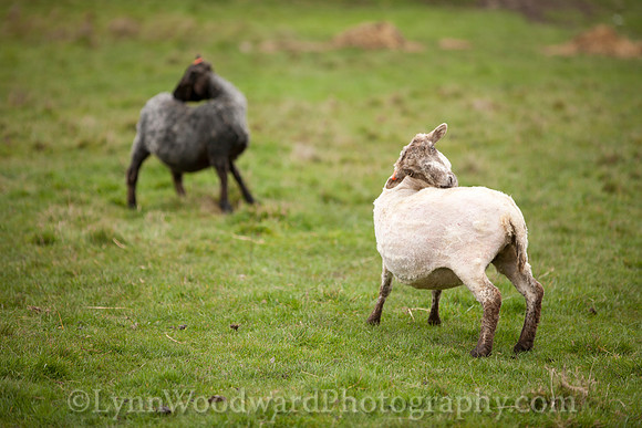 Wolston-shearing2013-2107