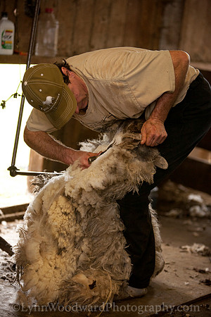Wolston-shearing2013-2133