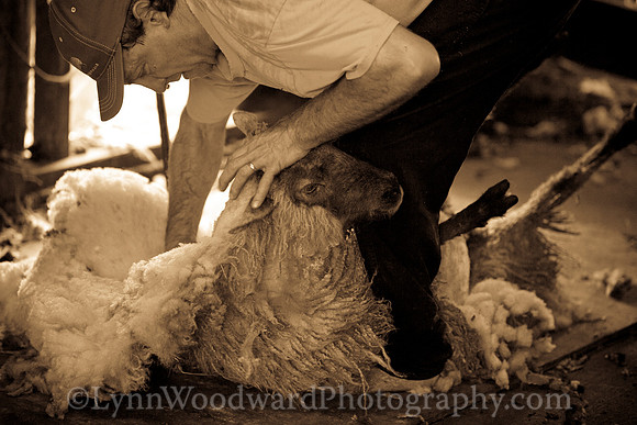 Wolston-shearing2013-2137-2