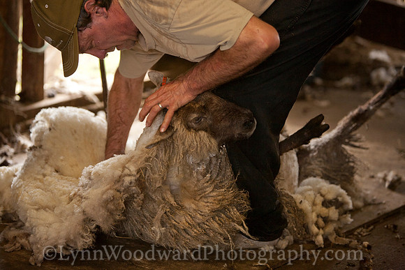 Wolston-shearing2013-2137