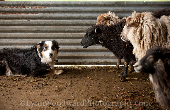 Wolston-shearing2013-2144