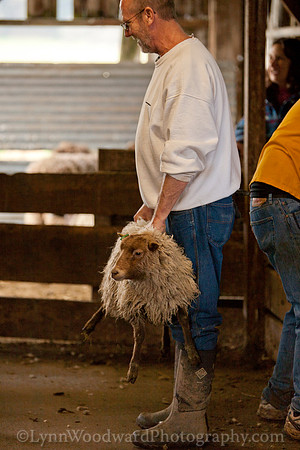 Wolston-shearing2013-2149
