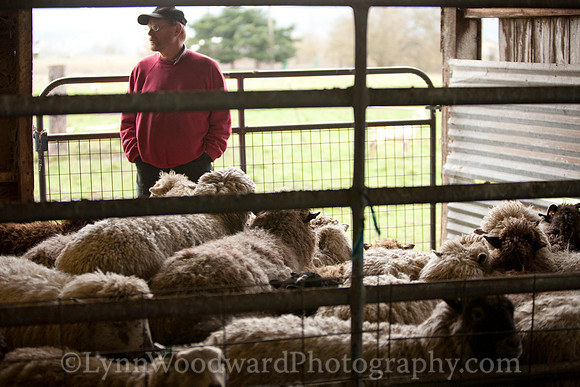 Wolston-shearing2013-2155