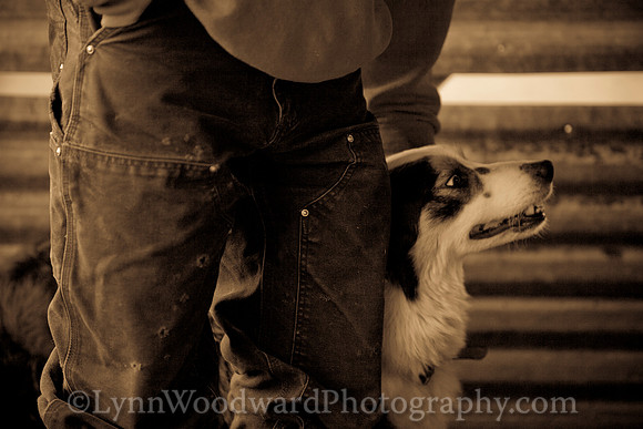 Wolston-shearing2013-2156-2