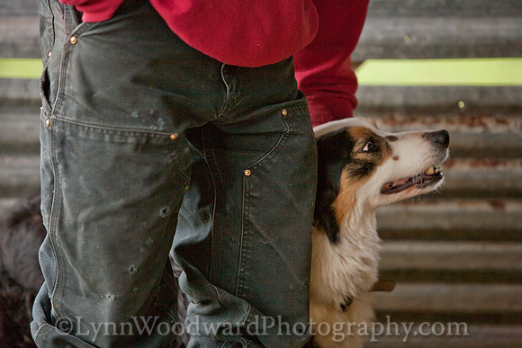 Wolston-shearing2013-2156