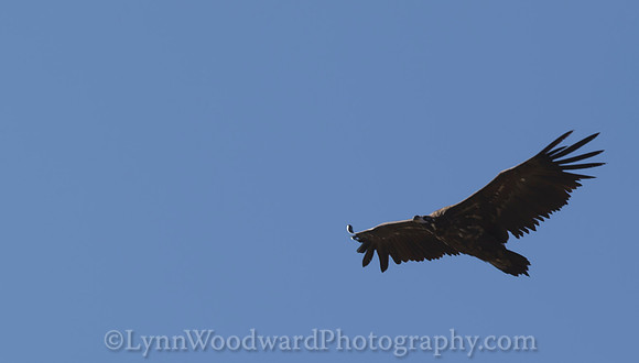 Mongolia-raptor-LWoodward-1581