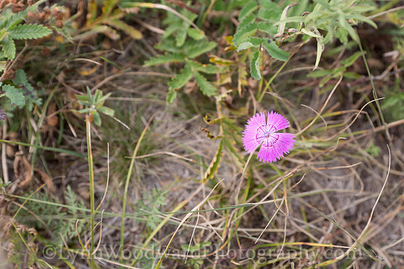 Mongolia-gercamp-day2-LW-5-1567
