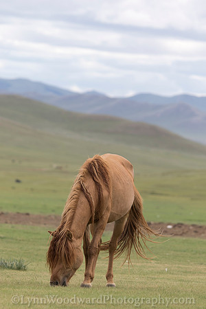 Mongolia-gercamp-day3-LW-7-2014