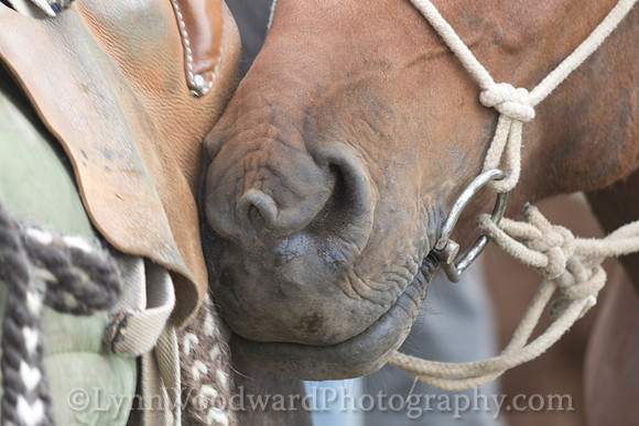Mongolia-gercamp-day2-LW-7-1721