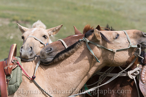 Mongolia-gercamp1-LWoodward-1560