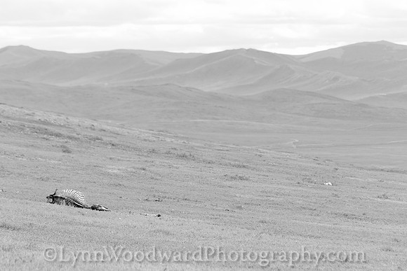 Mongolia-gercamp-day3-LW-7-2020-2