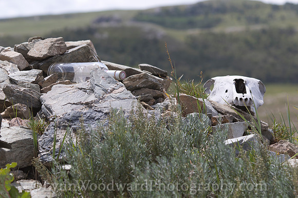 Mongolia-gercamp1-LWoodward-1538