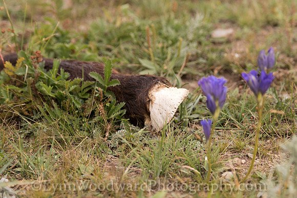 Mongolia-gercamp-day3-LW-7-1993