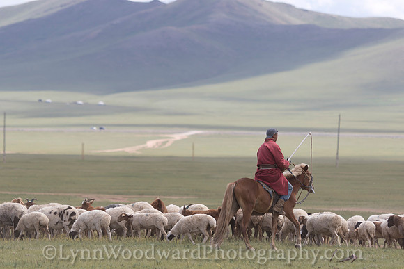 Mongolia-gercamp-day2-LW-7-1656