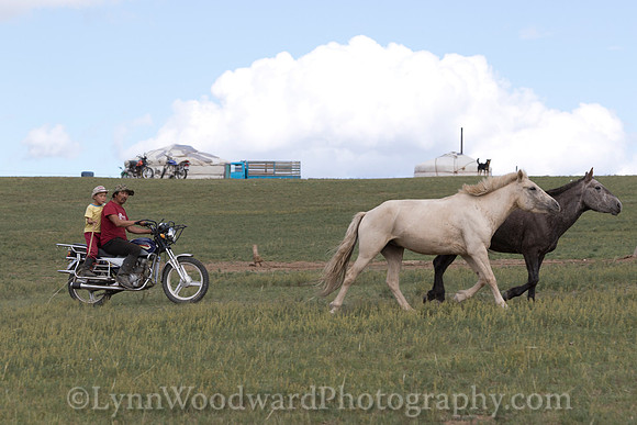 Mongolia-gercamp-day2-LW-7-1713