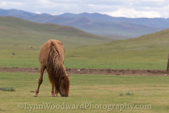 Mongolia-gercamp-day3-LW-7-2012