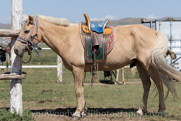 Mongolia-archtourn-practice-LW-7-1081