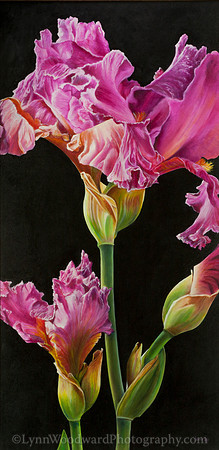 Bonnie Lee, Circle of Friends Art & Academy