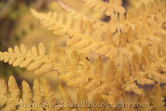 Woodward-MetolFall3107a