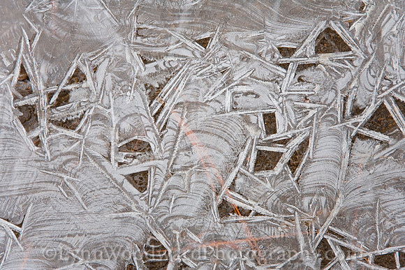 Ice Worms