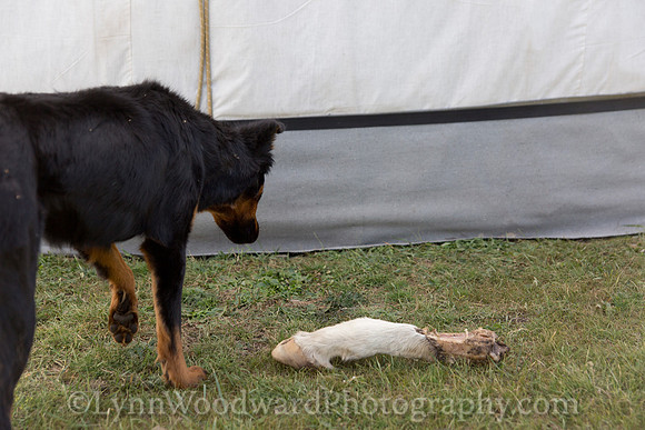 GerStayMongolia-byLWoodward-2447
