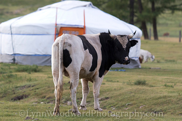 GerStayMongolia-byLWoodward-3036