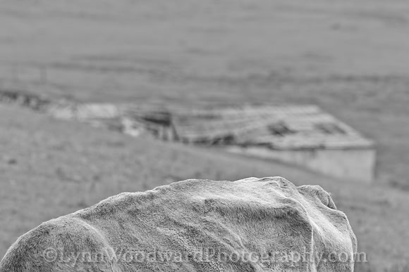 GerStayMongolia-byLWoodward-2740-2