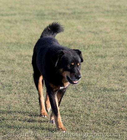 GerStayMongolia-byLWoodward-3014