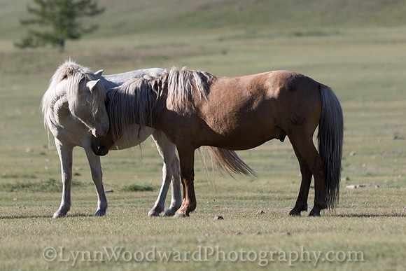 GerStayMongolia-byLWoodward-3083