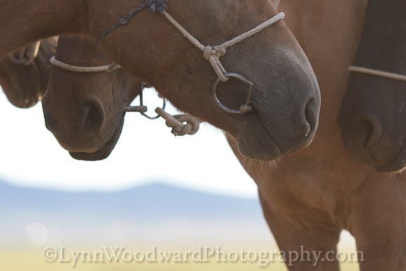 Mongolia-horse-handling-LW-7-1862