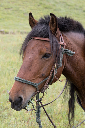 StoneHorseMongolia-byLWoodward-2451