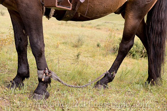 StoneHorseMongolia-byLWoodward-2387