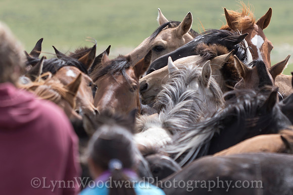 Mongolia-horse-handling-LW-7-2081