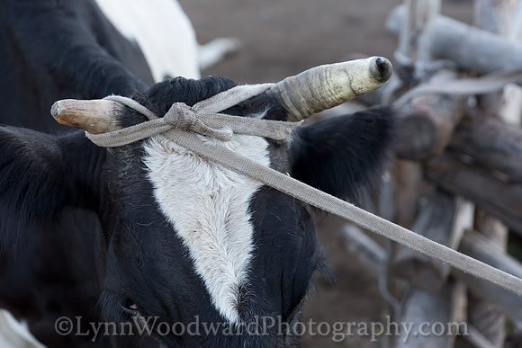GerStayMongolia-byLWoodward-2478