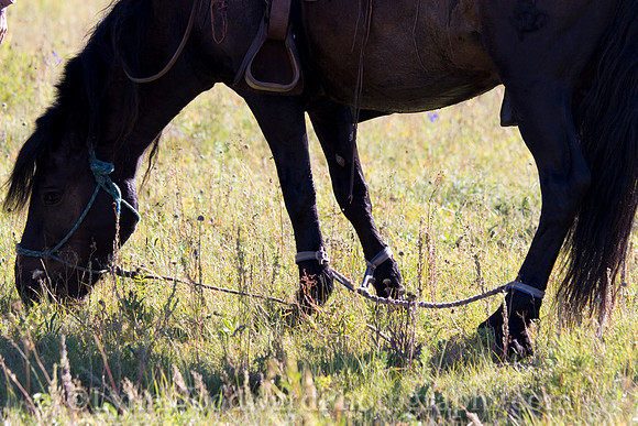 StoneHorseMongolia-byLWoodward-2202